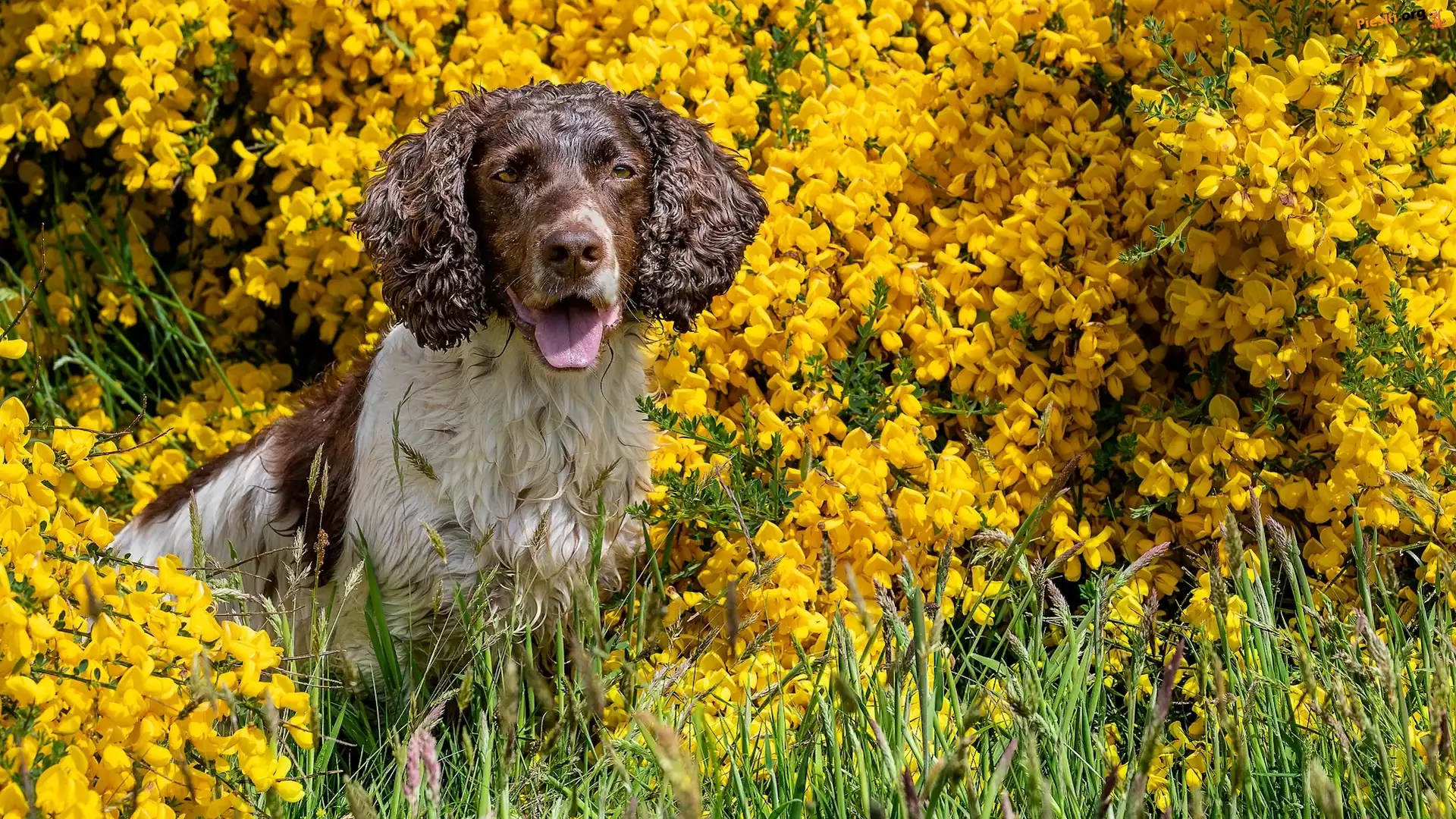 Żółte, Pies, Springer spaniel angielski, Kwiaty