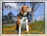 Beagle Harrier, żółte, kwiatki