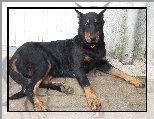 Beauceron, łapy