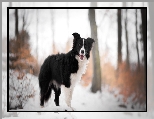 Drzewa, Pies, Border collie, Śnieg