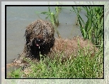 Owczarek Francuski Briard