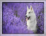 Siberian Husky, Lawenda