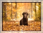 Labrador retriever, Las, Liście