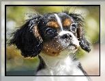 Mordka, King Charles Spaniel