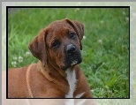 Pies, Szczeniak, Rhodesian ridgeback