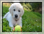 Piłeczka, Szczeniak, Biały, Golden retriever, Trawa