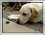 Labrador Retriever, limak