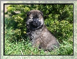 Szpic eurasier, Pies, Szczeniak